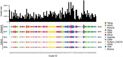 The Evolutionary Dynamics of Repetitive DNA and Its Impact on the Genome Diversification in the Genus Sorghum